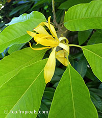 Magnolia champaca, Michelia champaca, Joy Perfume Tree, Huang Yu Lan, Safa

Click to see full-size image