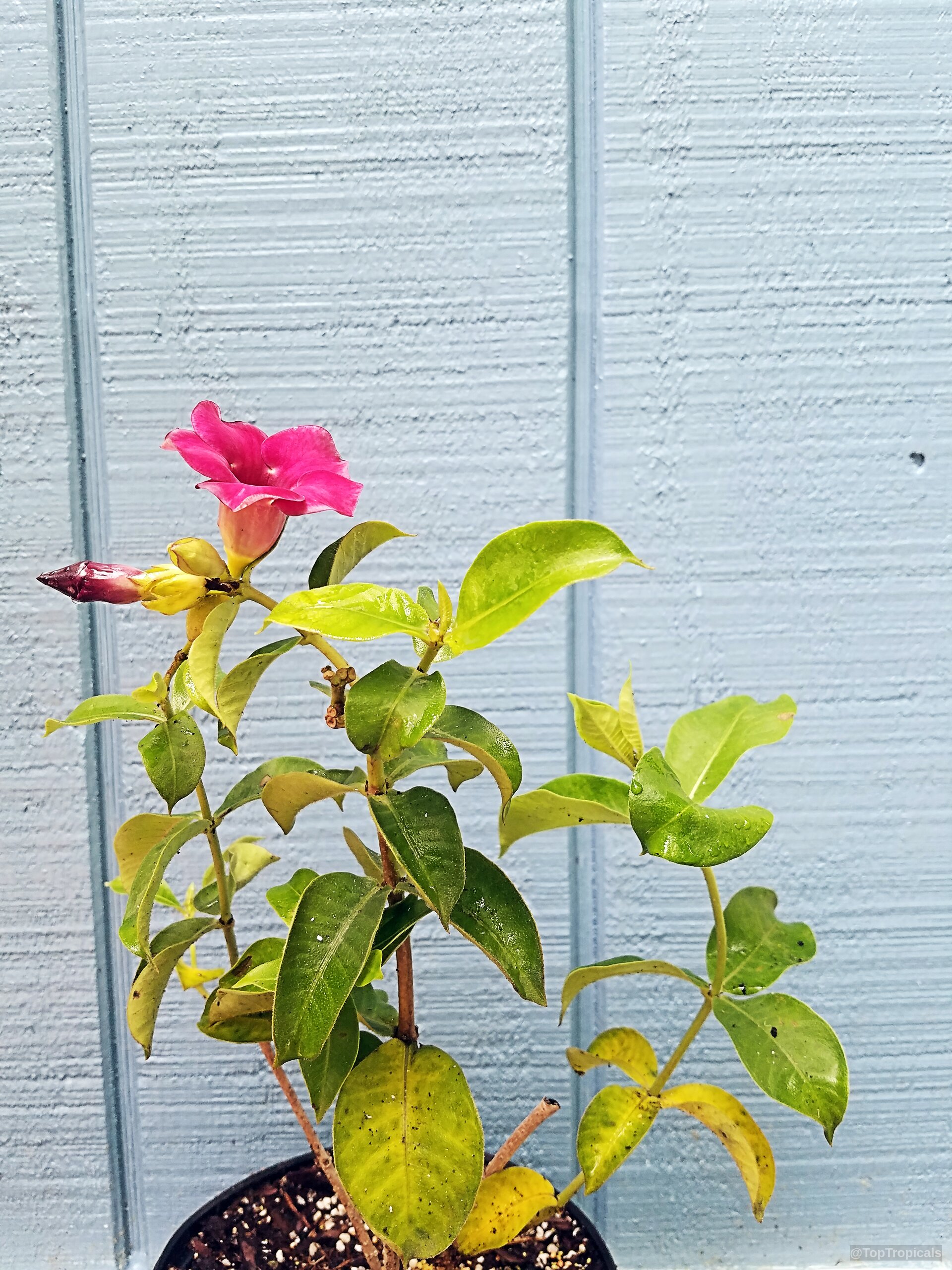 Allamanda x violacea 'Cabernet' (Mini Red Allamanda) with vibrant magenta flower and lush green leaves. Allamanda x violacea 'Cabernet' (Mini Red Allamanda) magenta flower, green leaves, plant close up.