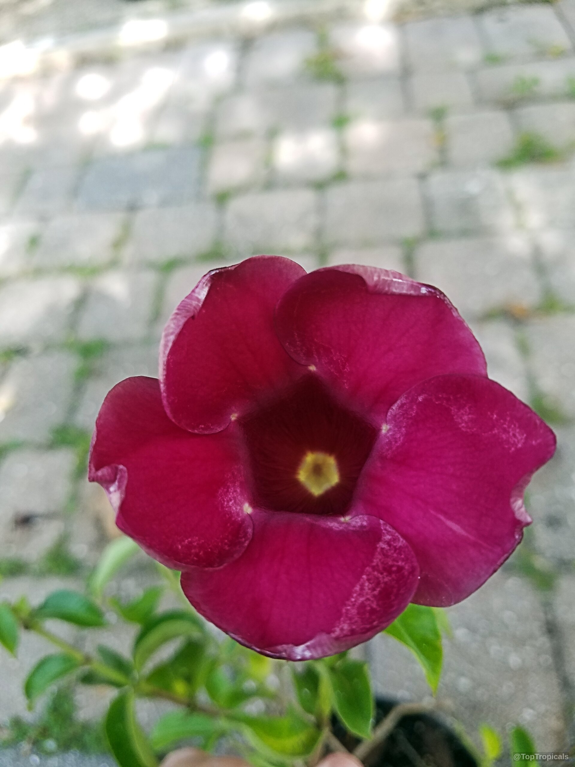 Allamanda x violacea (Mini Red Allamanda) 'Cabernet' shows five rounded petals in wine red. Allamanda x violacea (Mini Red Allamanda) 'Cabernet' deep wine red flower close up.