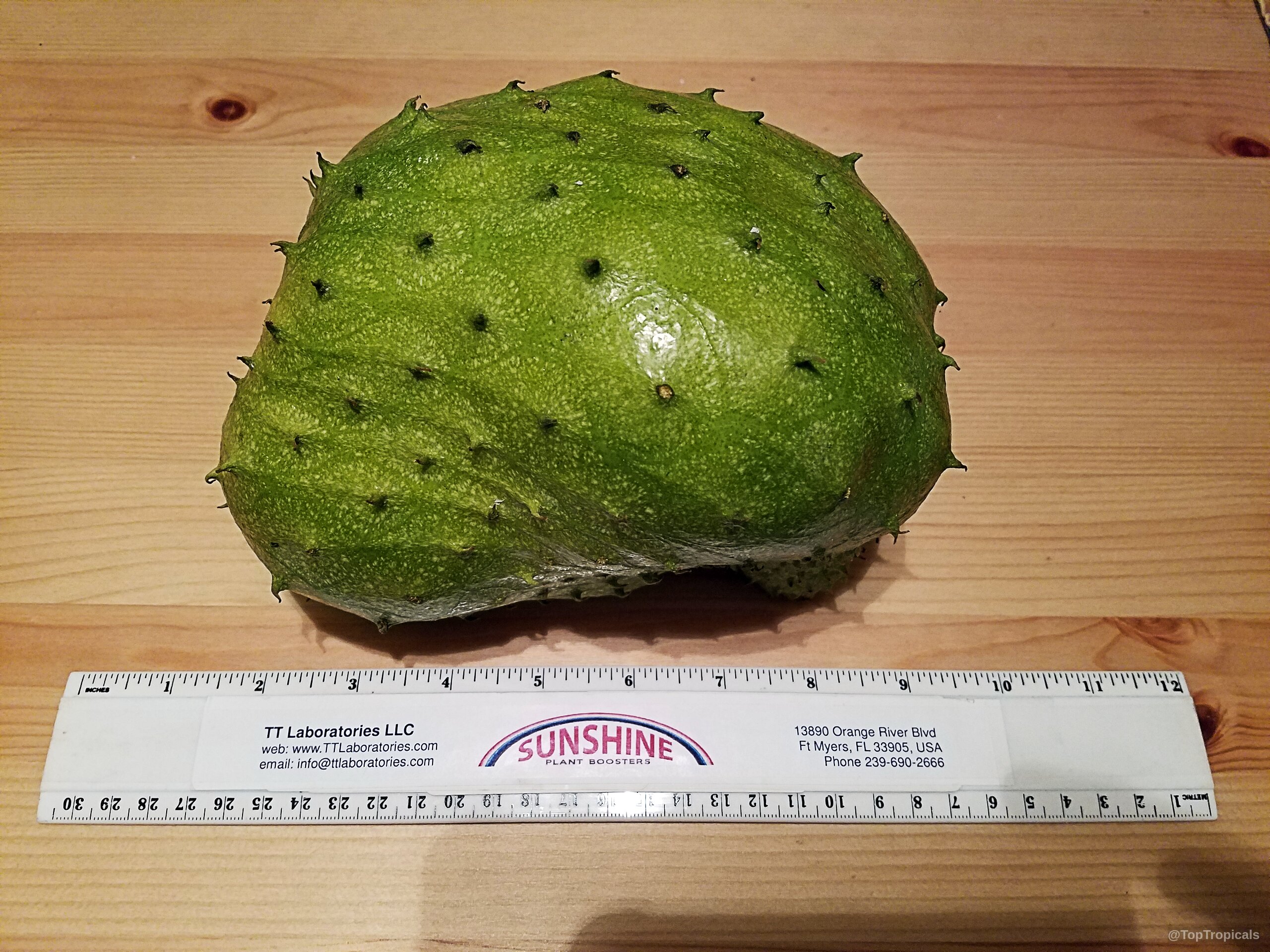 Annona muricata (Soursop) green fruit resting on wooden table next to a measuring ruler Annona muricata (Soursop) green fruit close up with soft spikes resting on wooden board