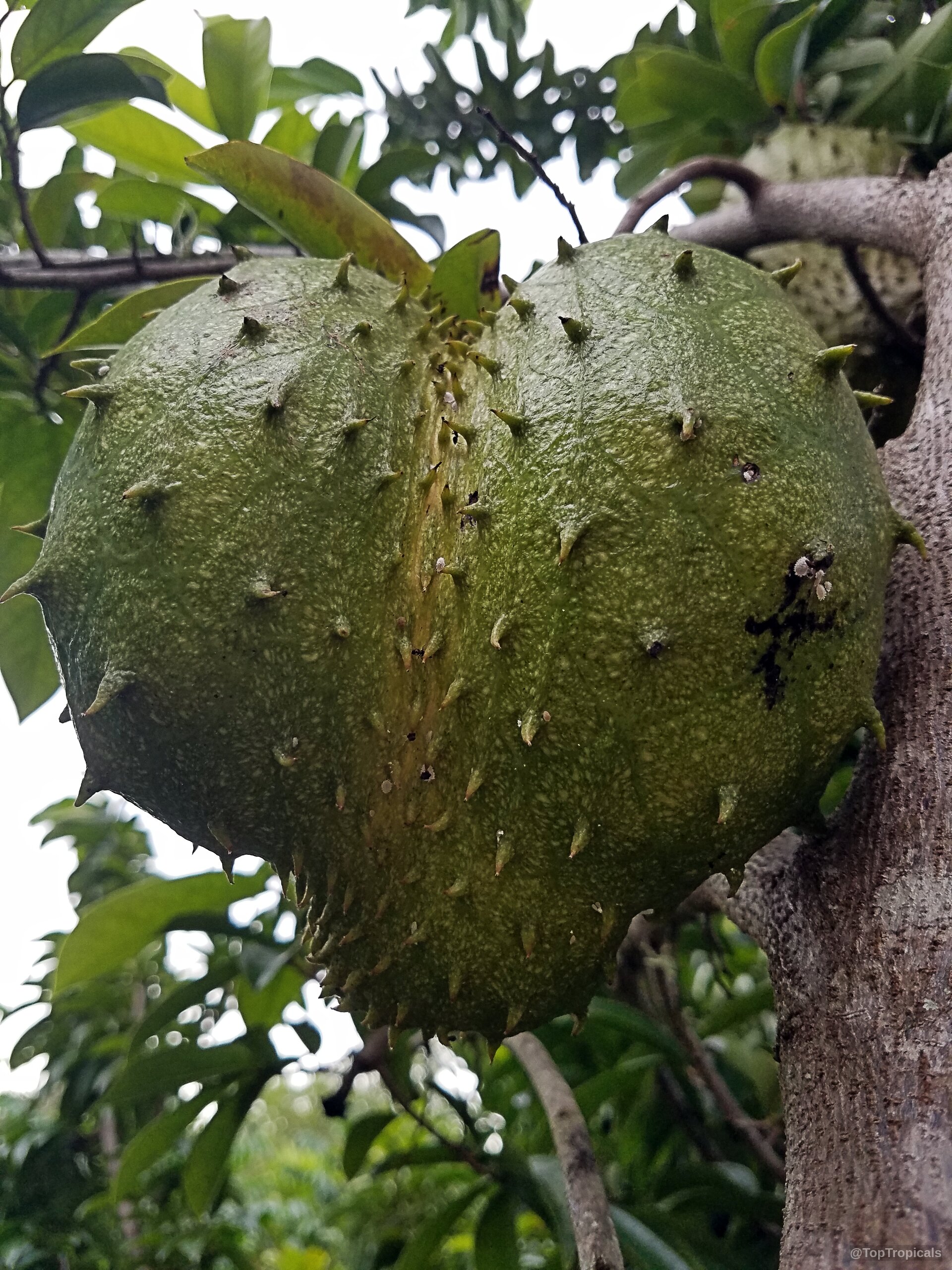 Annona muricata (Soursop) large green fruit with textured skin and small spines hanging from branch Annona muricata (Soursop) green fruit close up with soft spines hanging on a branch