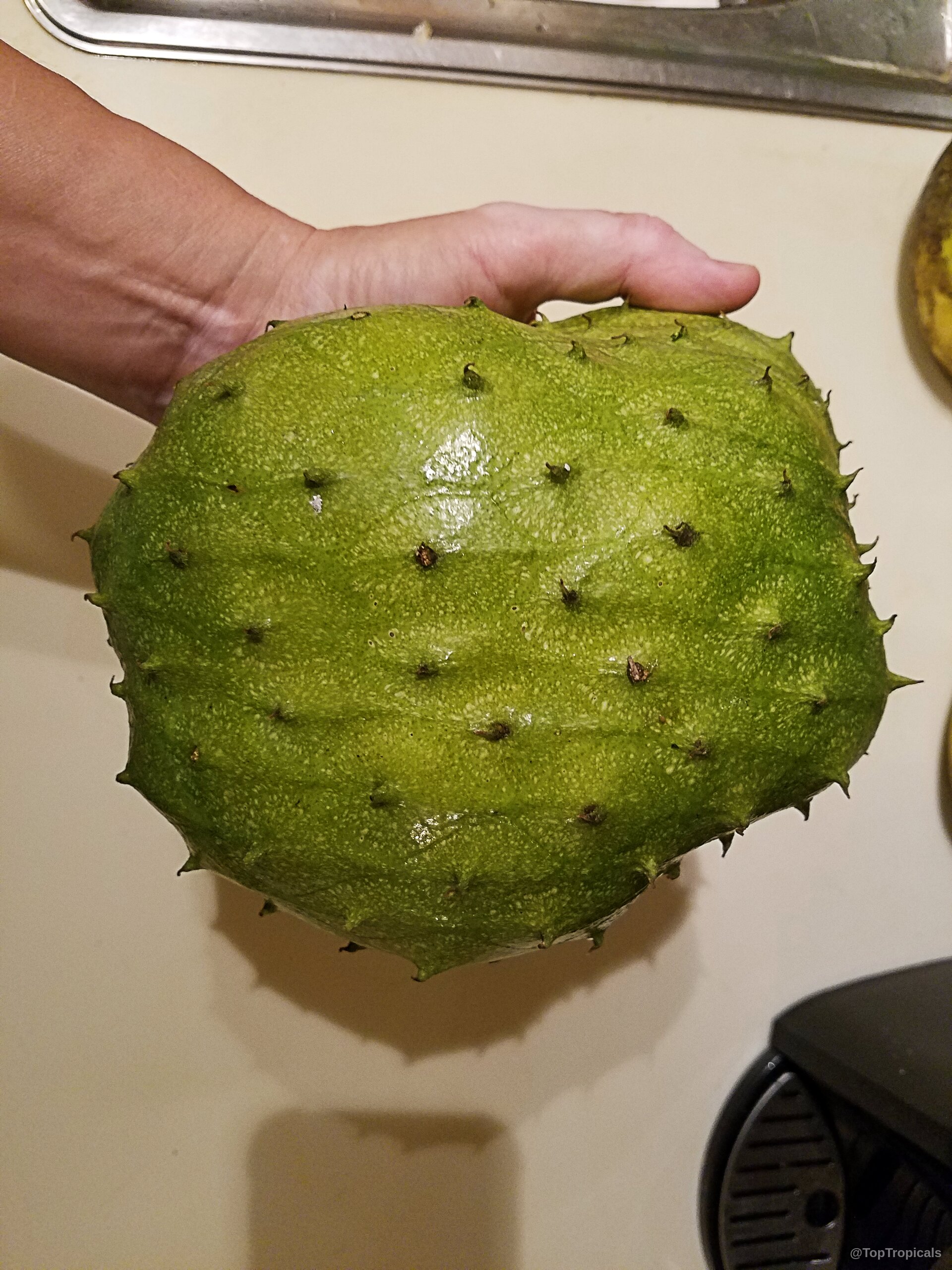 Annona muricata (Soursop) green prickly fruit held by a hand against a neutral background Annona muricata (Soursop) green prickly fruit held close up in a person hand
