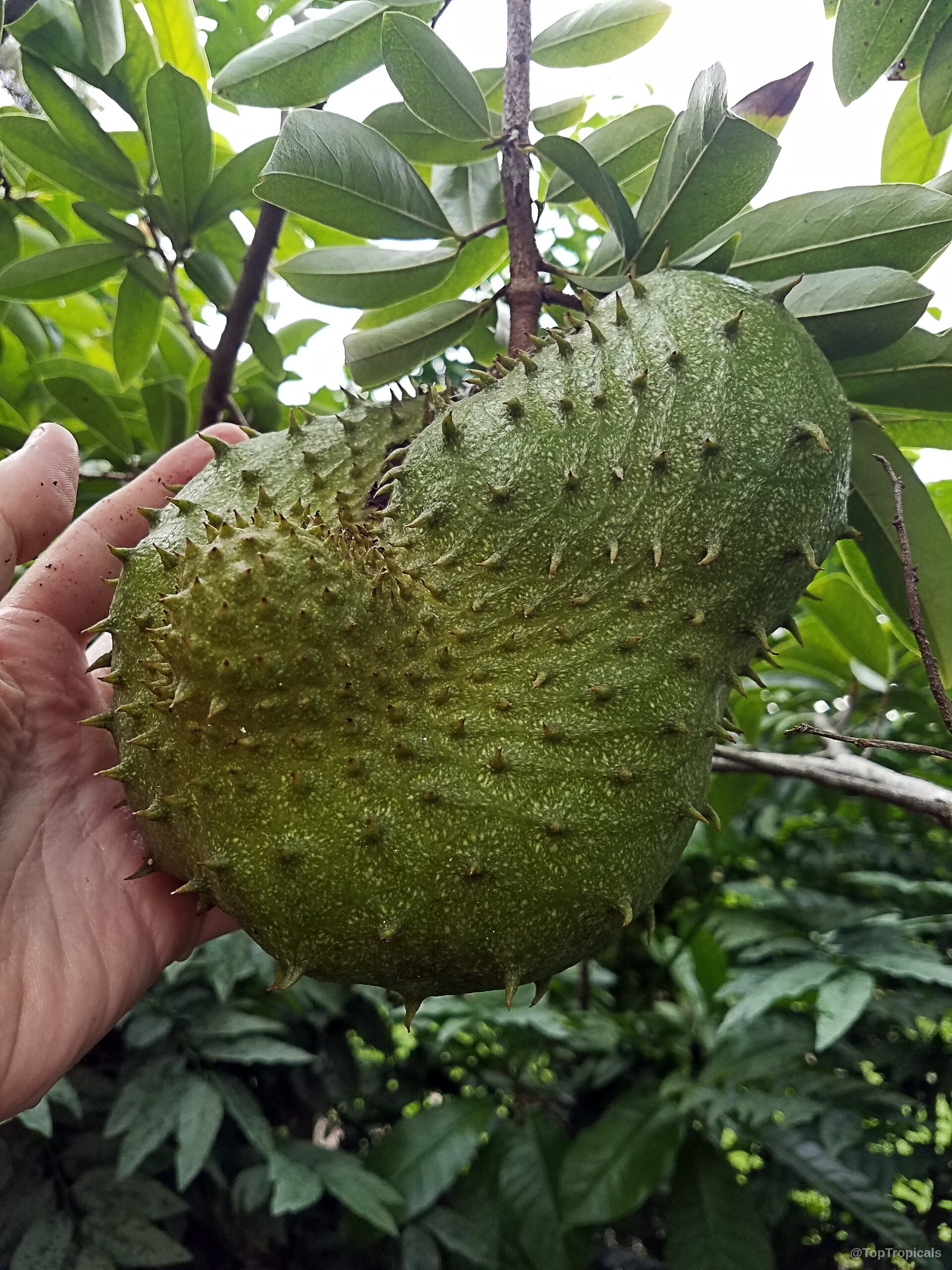 Annona muricata (Soursop) green spiky fruit being held by hand near some thick green foliage Annona muricata (Soursop) green spiky fruit held close up near dense oval leaves