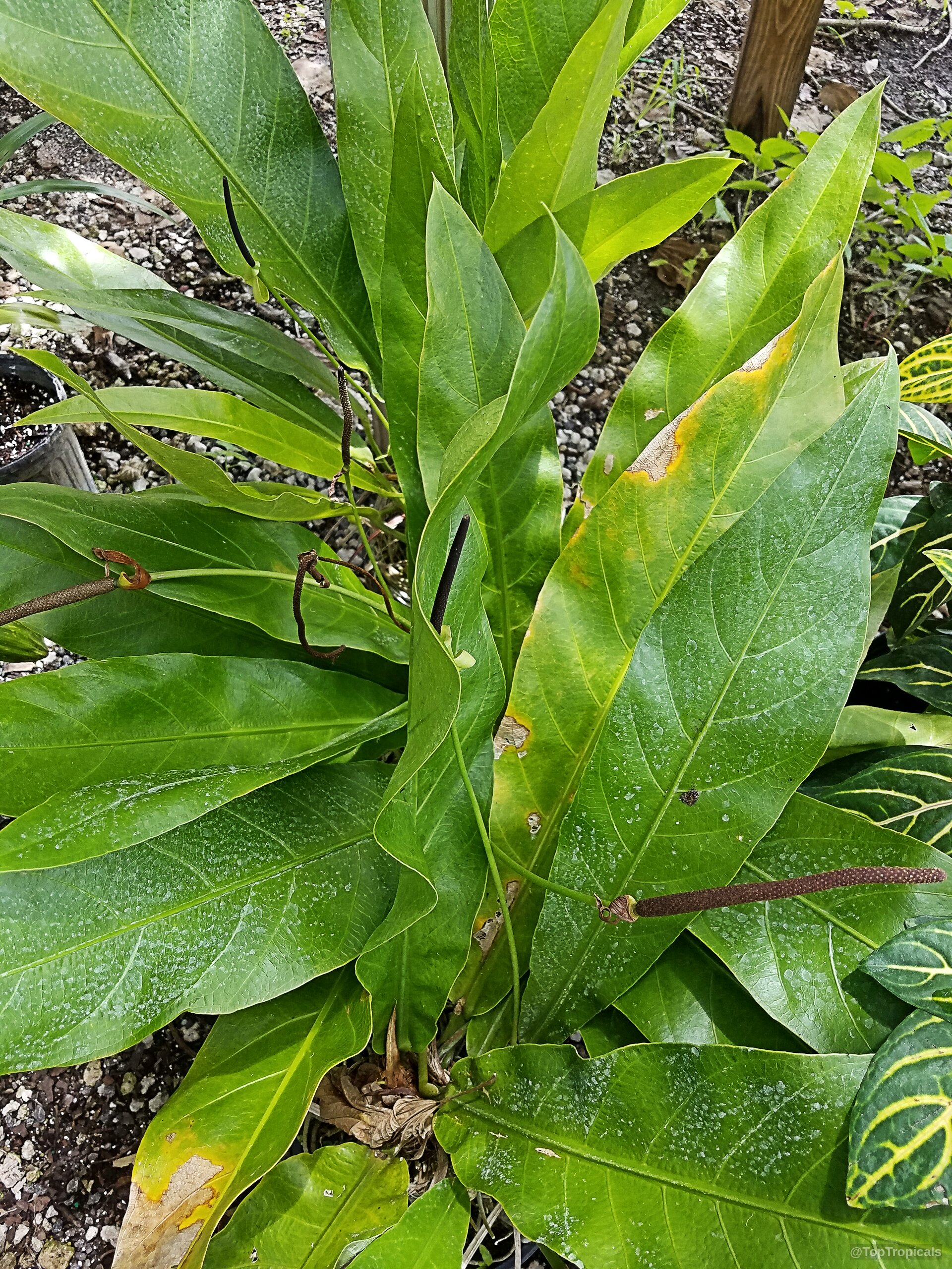 Anthurium crenatum (Scalloped Laceleaf) with long green foliage and thin upright brown reproductive spikes. Anthurium crenatum (Scalloped Laceleaf) with long green leaves and narrow dark brown floral spikes plant.