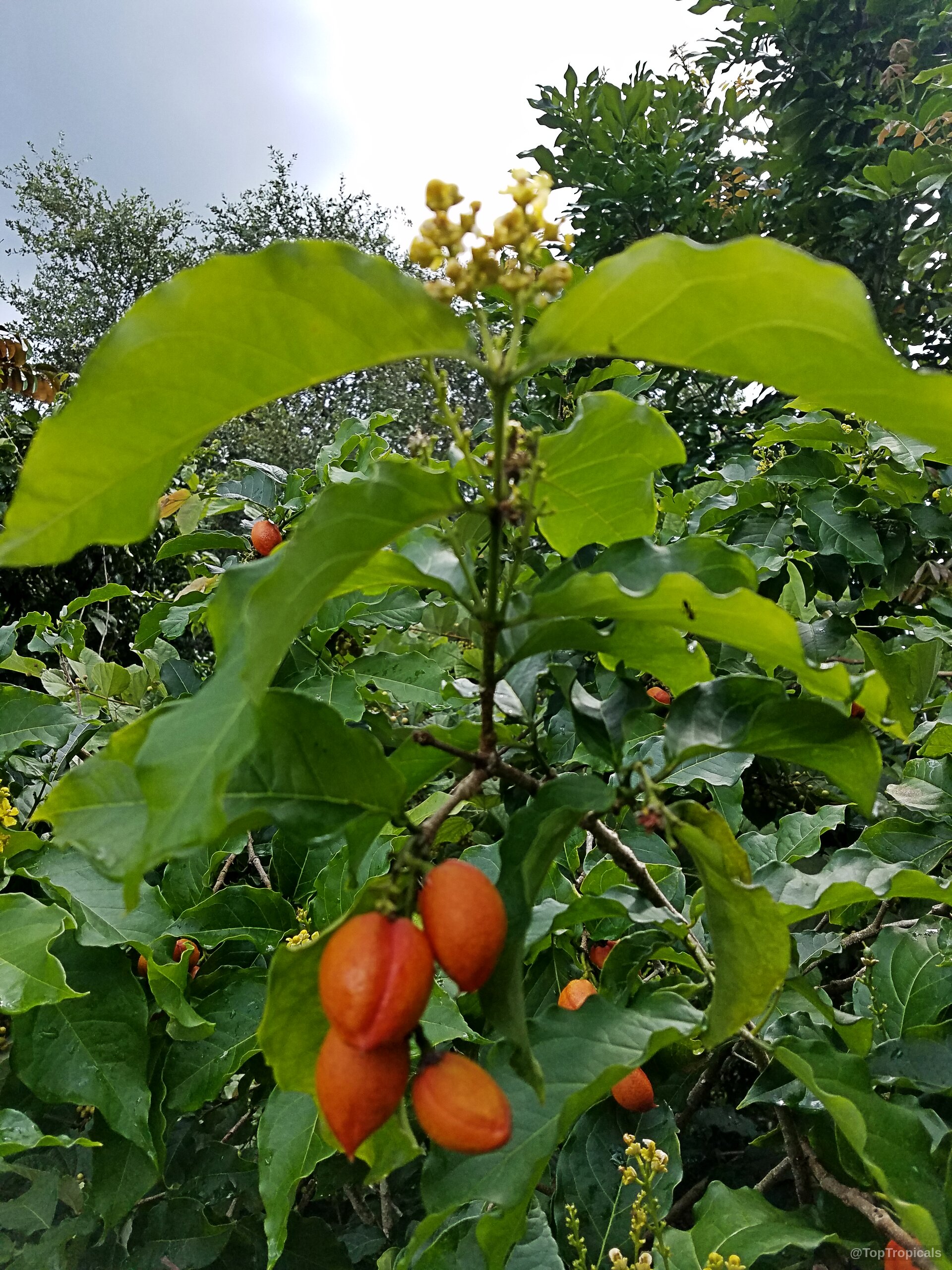 Bunchosia argentea (Peanut Butter Fruit Tree) orange oval fruit hanging on a leafy green branch Bunchosia argentea (Peanut Butter Fruit Tree) orange fruit clusters with green oval leaves on branch