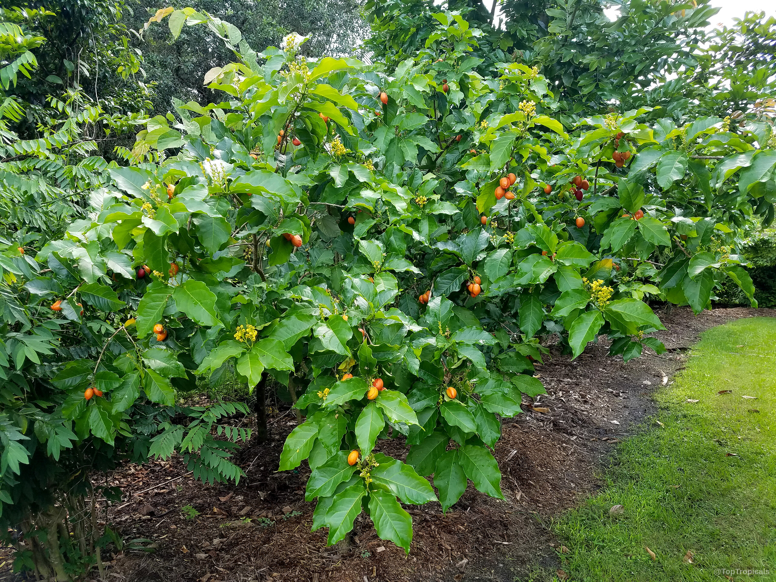 Bunchosia argentea (Peanut Butter Fruit Tree) laden with numerous orange fruits among deep green foliage Bunchosia argentea (Peanut Butter Fruit Tree) with orange fruit and green leaves on tree