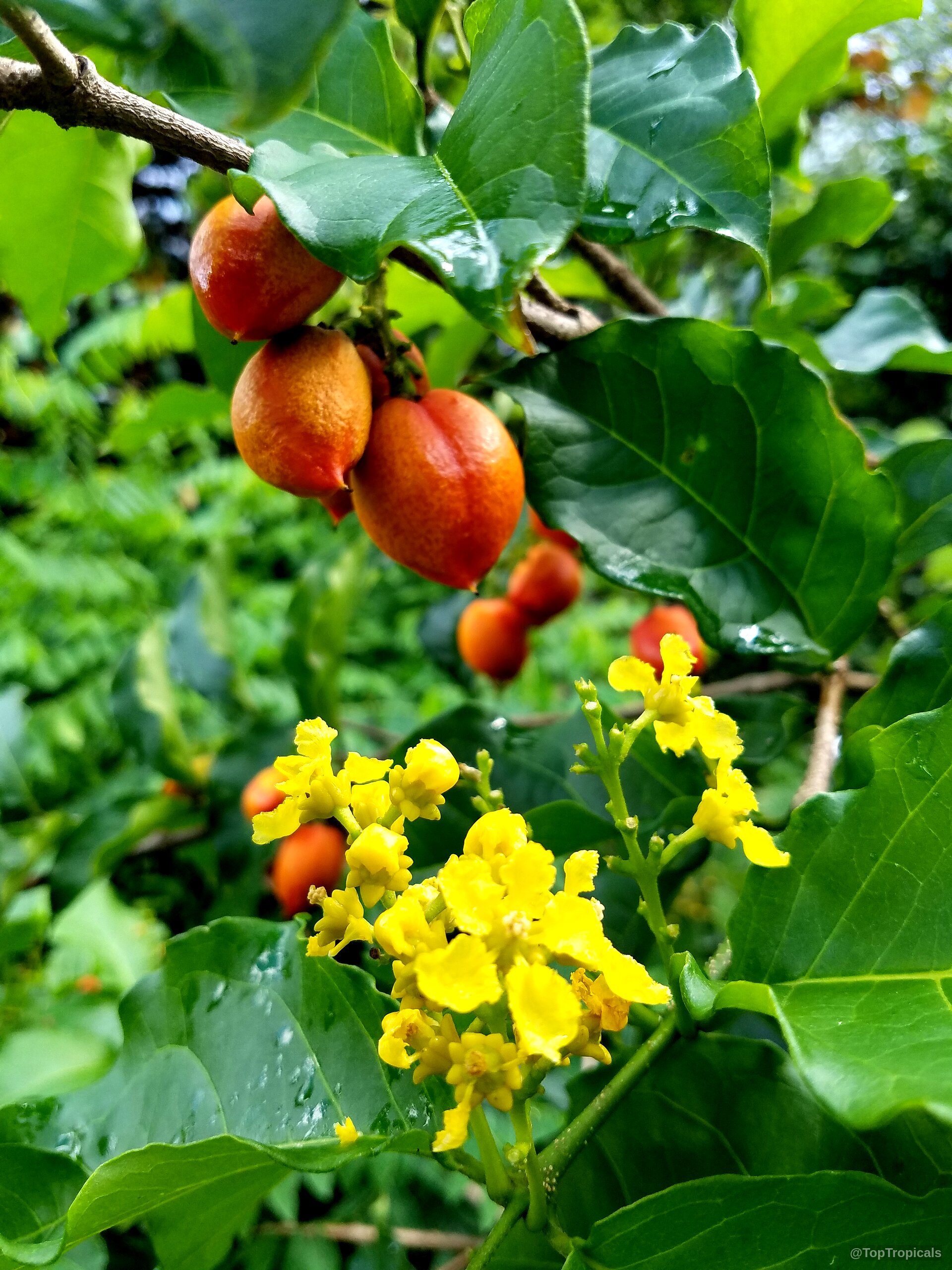 Bunchosia argentea (Peanut Butter Fruit Tree) yellow flowers along with orange fruit hanging on green foliage. Bunchosia argentea (Peanut Butter Fruit Tree) orange fruit and yellow flower clusters on branch