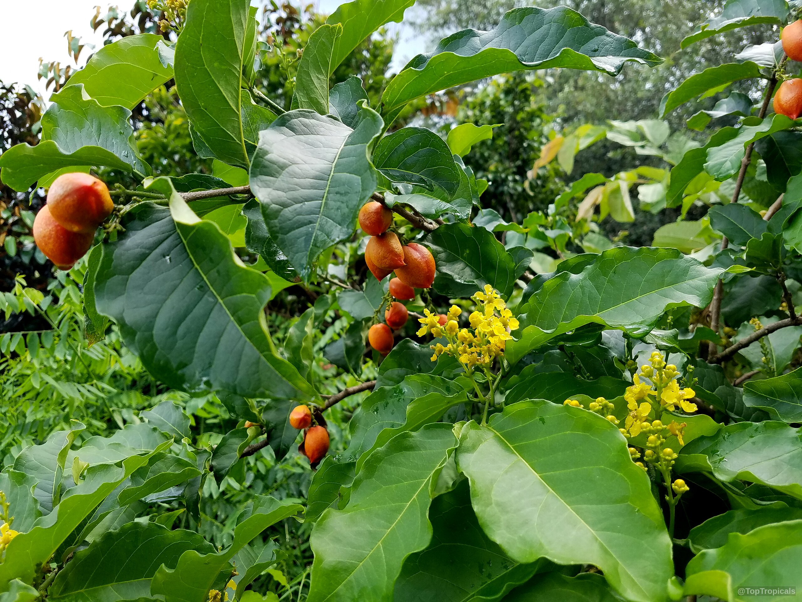 Bunchosia argentea (Peanut Butter Fruit Tree) with orange fruit and yellow flowers on the branches. Bunchosia argentea (Peanut Butter Fruit Tree) orange fruit and yellow flowers on green tree