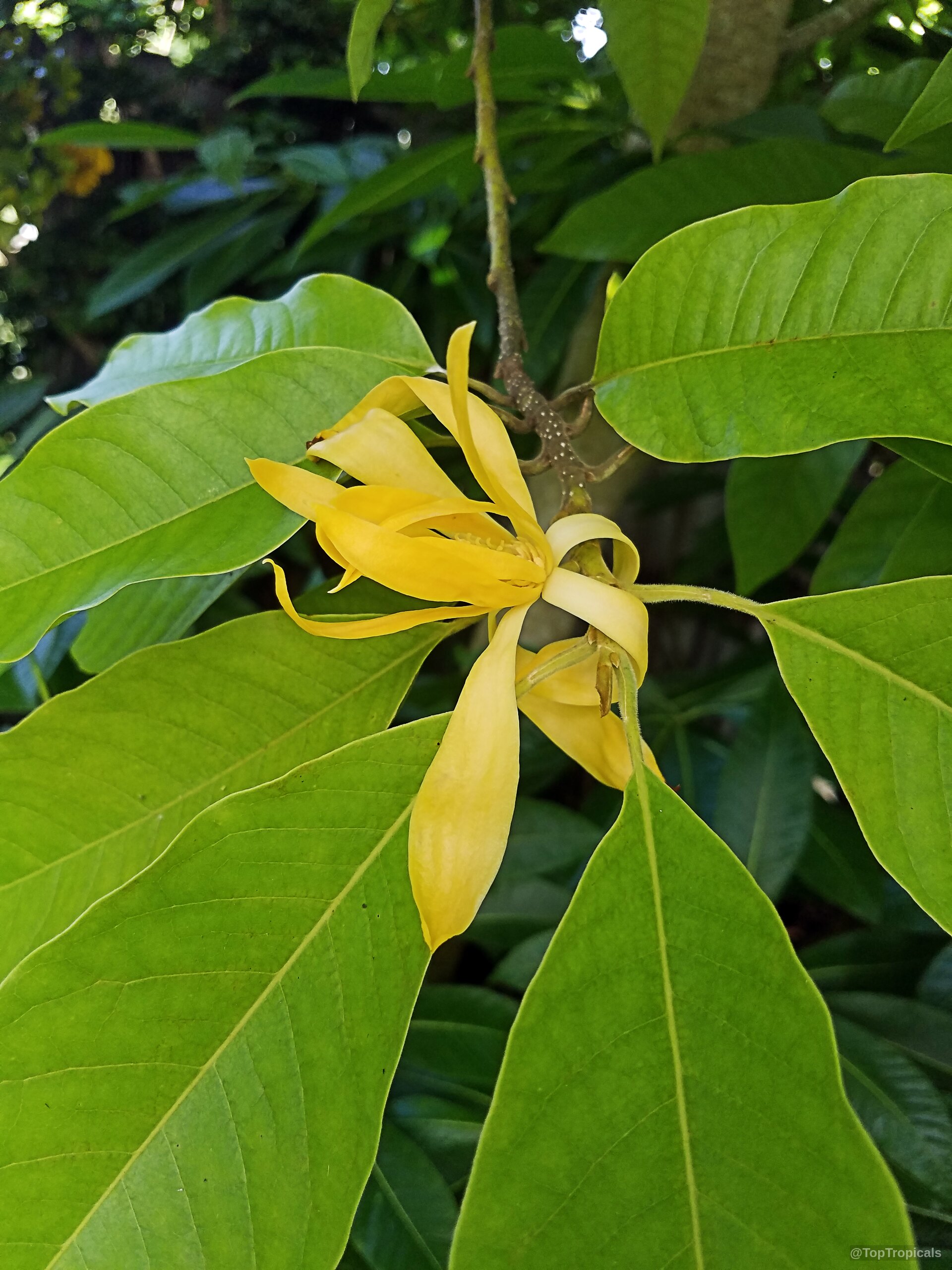 Magnolia champaca (Joy Perfume Tree) yellow flower petals nestled among smooth wide green foliage leaves. Magnolia champaca (Joy Perfume Tree) close up yellow flower surrounded by wide green leaves.