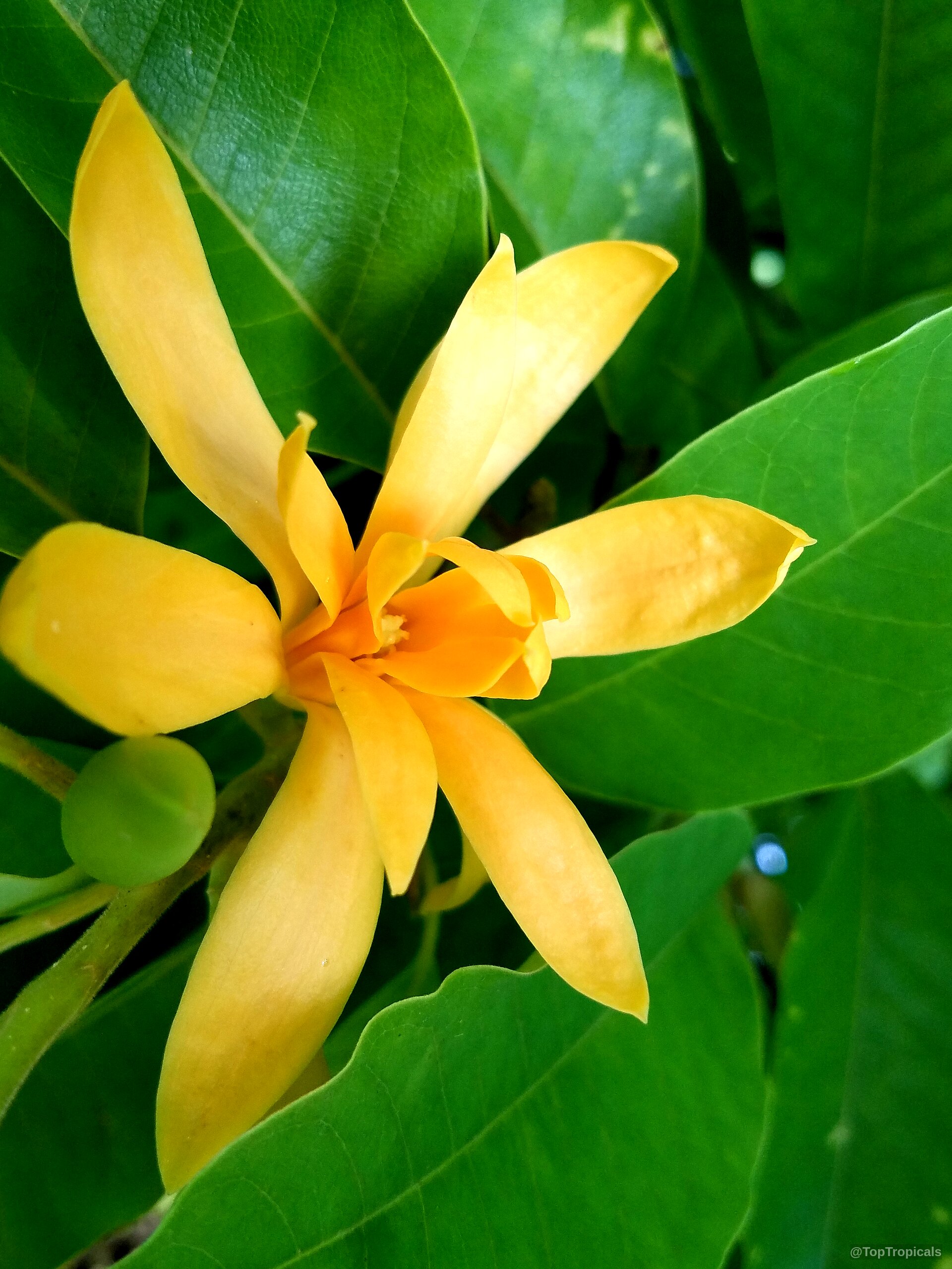 Magnolia champaca (Joy Perfume Tree) golden flower petals spreading among smooth green tropical foliage leaves Magnolia champaca (Joy Perfume Tree) golden flower close up with green leaves background