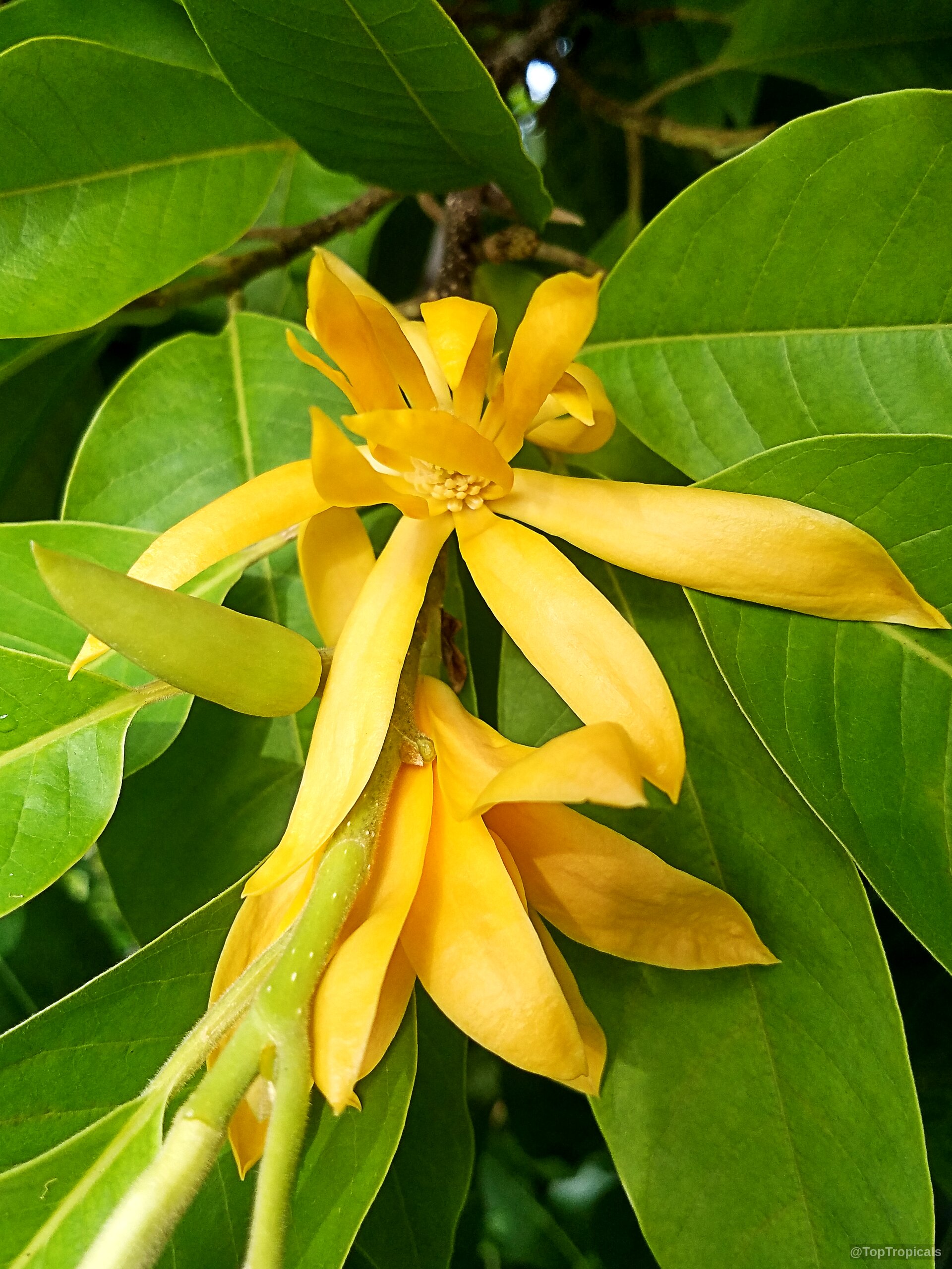 Magnolia champaca (Joy Perfume Tree) flower with long narrow petals beside thick green leaves. Magnolia champaca (Joy Perfume Tree) yellow flower close up among lush green leaves.