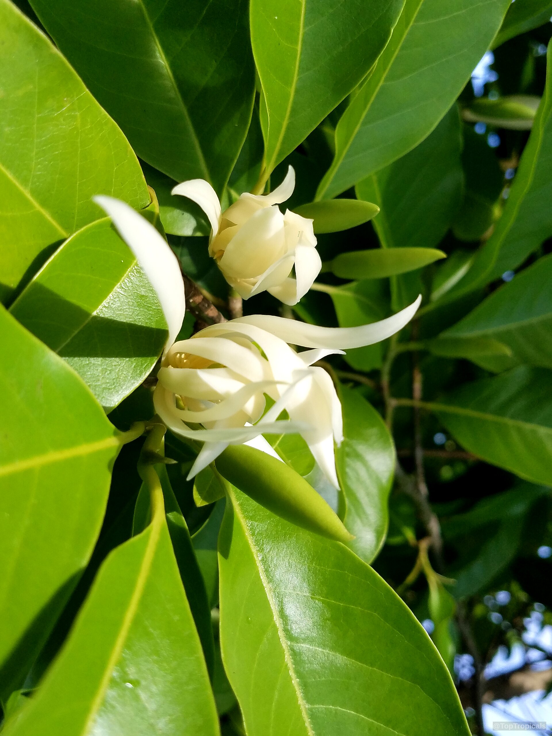 Magnolia x Alba (White Champak) white flower among lush green leaves on a branch Magnolia x Alba (White Champak) white flower close up with green leaves background
