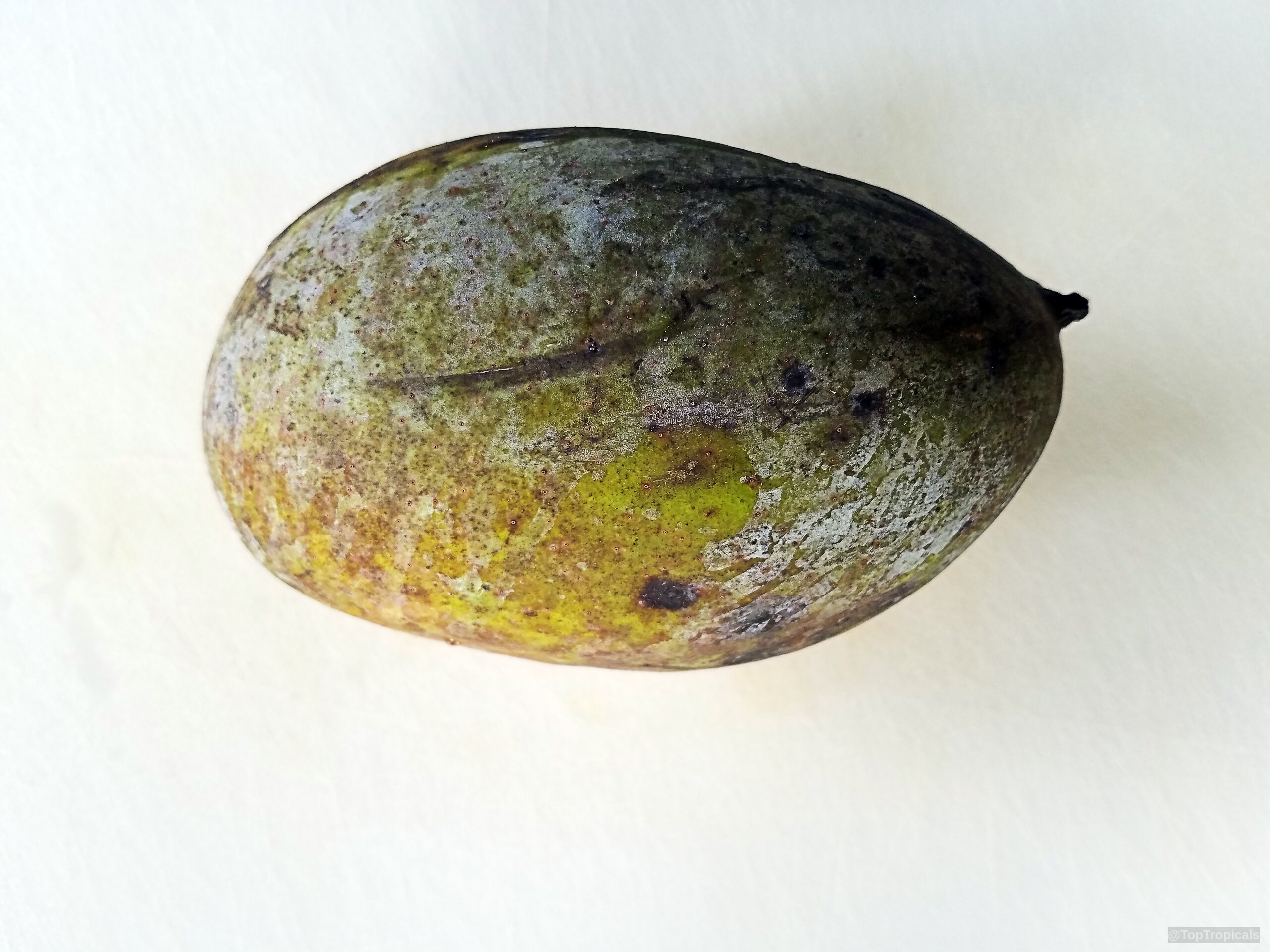 Mangifera foetida (Kuwini) oval fruit sits on a flat surface Mangifera foetida (Kuwini) oval green fruit close up on a light surface