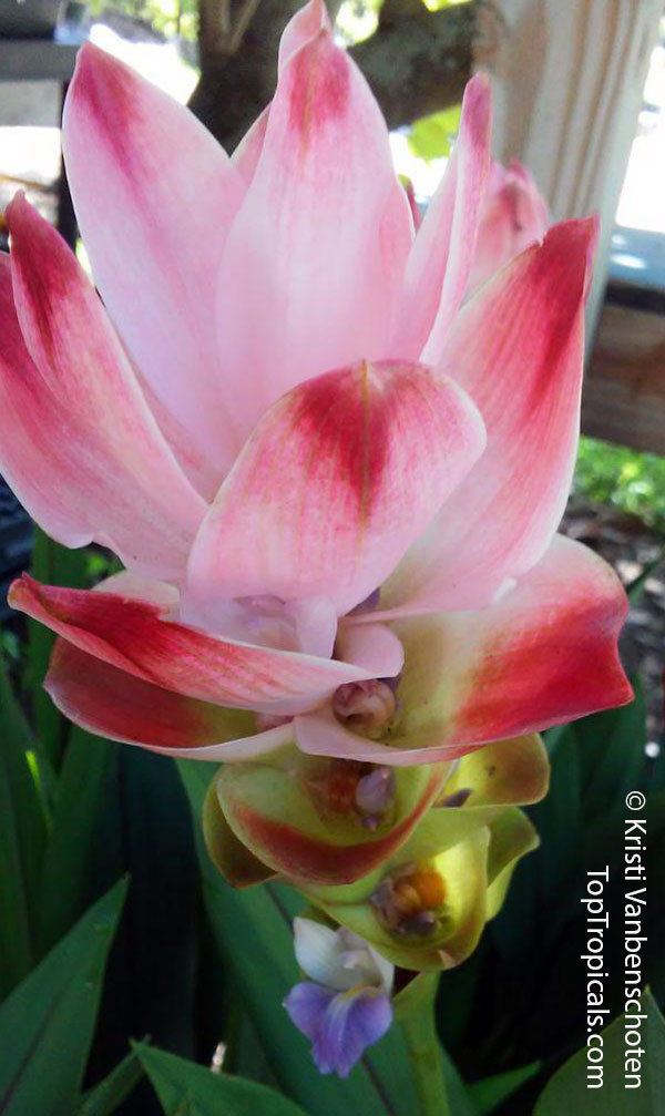 Flowers beautiful rare plant pink turmeric Siam Tulip bonsai home garden 10seeds