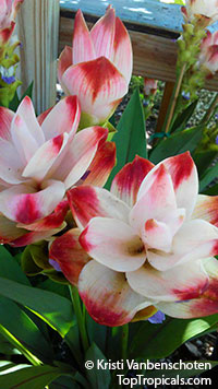 Curcuma sp., Siam Tulip, Turmeric

Click to see full-size image