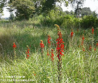 Lobelia cardinalis, Cardinal Flower

Click to see full-size image