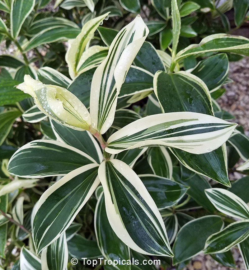 Costus arabicus (amazonicus) variegata - Variegated Spiral Ginger