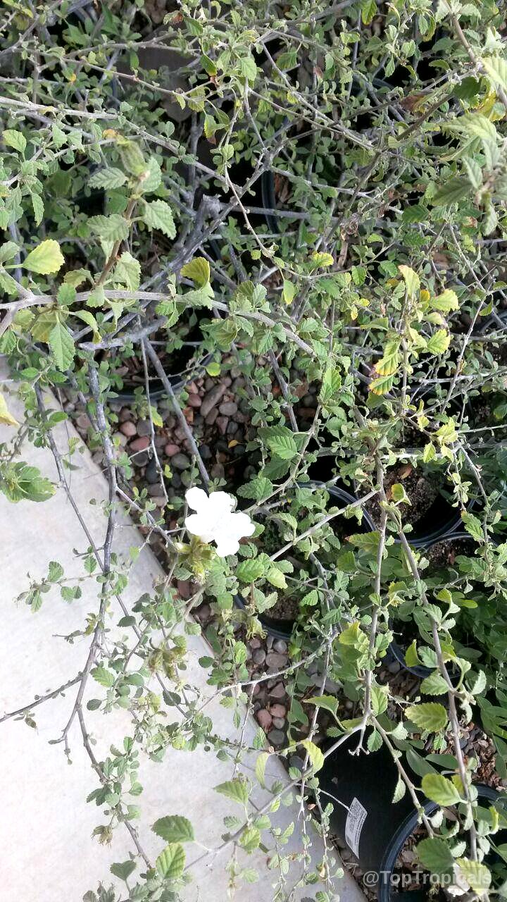Cordia parvifolia (Little Leaf Cordia) white flower nestled among small green leaves on thin branches Cordia parvifolia (Little Leaf Cordia) white flower with tiny green leaves on plant