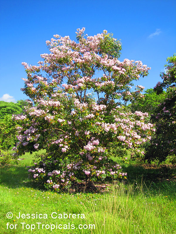 Tabebuia angustata, Roble Blanco, Blushing Bride, Narrow Trumpet Tree, White Wood