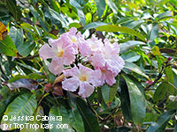 Tabebuia angustata, Roble Blanco, Blushing Bride, Narrow Trumpet Tree, White Wood

Click to see full-size image