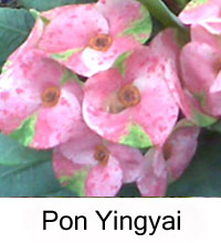 Euphorbia millii - Pon Yingyai