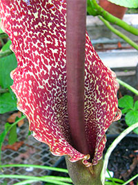 Sauromatum (Typhonium) venosum - Voodoo Lily

Click to see full-size image