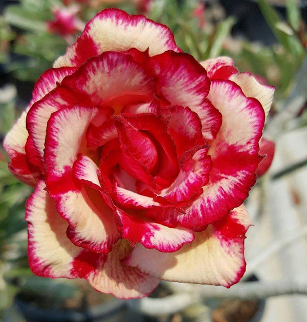 Desert Rose (Adenium) Scarlet Gold (4935), Grafted