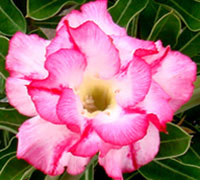 Desert Rose (Adenium) Amazing Thailand, Grafted