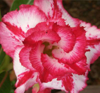 Desert Rose (Adenium) Big Harry, Grafted