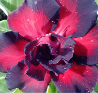Desert Rose (Adenium) Black Rahu, Grafted

Click to see full-size image