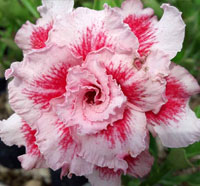 Desert Rose (Adenium) Bo Tun, Grafted