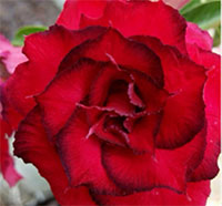 Desert Rose (Adenium) Dang Sab Mongkol, Grafted