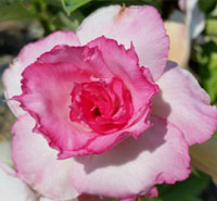 Desert Rose (Adenium) Good Luck, Grafted
