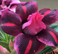 Desert Rose (Adenium) King of Purple, Grafted