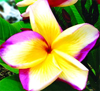 Plumeria Lueng Kob Chompoo, grafted

Click to see full-size image