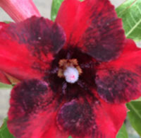 Desert Rose (Adenium) Mangkood, Grafted