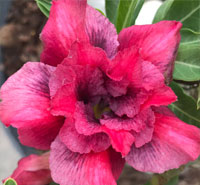 Adenium Mee Stang, Grafted

Click to see full-size image
