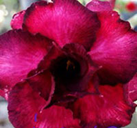 Desert Rose (Adenium) Reddy Purple, Grafted