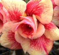 Desert Rose (Adenium) Yellow Gift (Sai Thong), Grafted

Click to see full-size image
