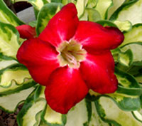 Desert Rose (Adenium) Superbar, Grafted

Click to see full-size image