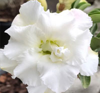 Desert Rose (Adenium) Unicorn, Grafted

Click to see full-size image