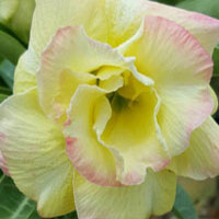 Desert Rose (Adenium) Yellow Allamanda, Grafted

Click to see full-size image
