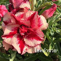 Desert Rose (Adenium) Chok Am Nuay, Grafted