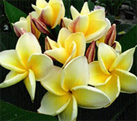 Plumeria Moon Light, grafted

Click to see full-size image