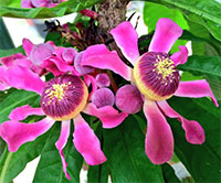 Gustavia longifolia - Purple Heaven Lotus

Click to see full-size image
