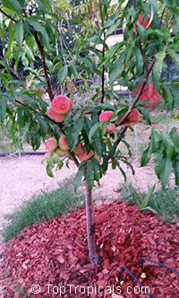 Prunus persica, Amygdalus persica, Peach