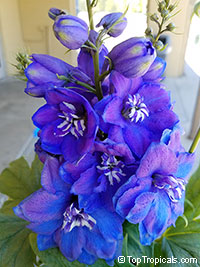 Delphinium Larkspur - seeds

Click to see full-size image