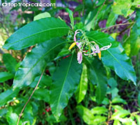 Solanum bahamense, Bahama nightshade

Click to see full-size image