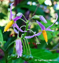 Solanum bahamense, Bahama nightshade

Click to see full-size image