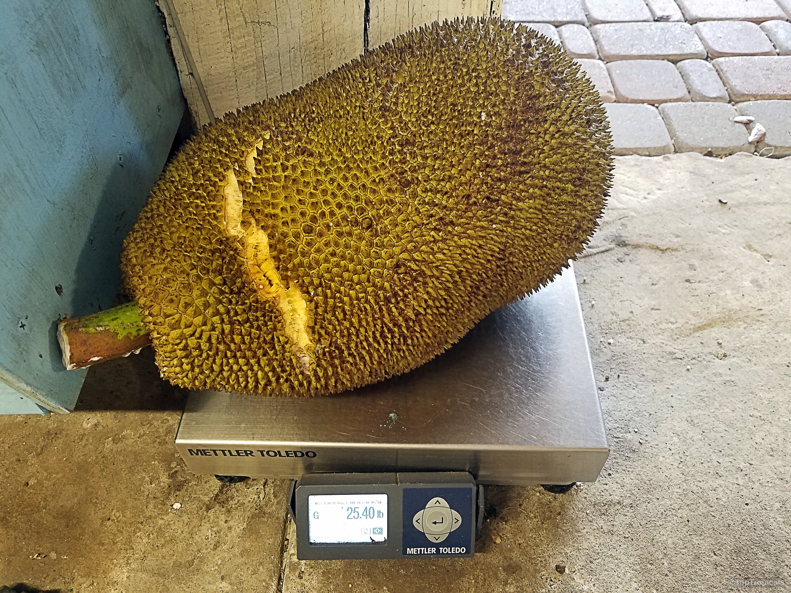 Artocarpus heterophyllus (Jackfruit) resting on a digital scale weighing twenty five pounds for weight verification. Artocarpus heterophyllus (Jackfruit) yellow green fruit sitting on a metal digital scale close up